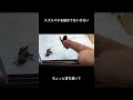 スズメバチを舐めてはいけない #shorts