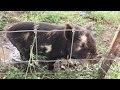 Why we chose Kune Kune Pigs! Why we chose pasture raised pigs! Homesteading vlog + cute piglet/pigs!