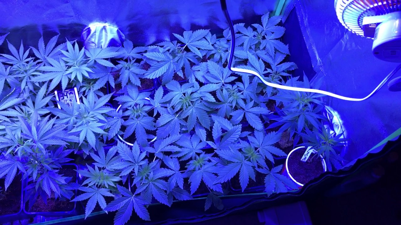 Viparspectra 450 update