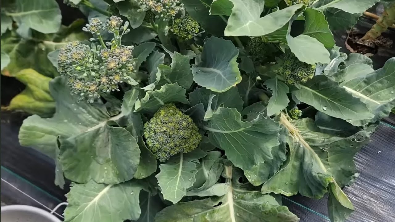 СБОР МИНИ-БРОККОЛИ, КРАСНОЙ МАЛИНЫ, ЗЕЛЕНОЙ ФАСОЛЫ