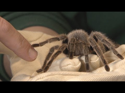 Spiders are hairy, (sometimes) scary, and our best friends - KING 5 Evening