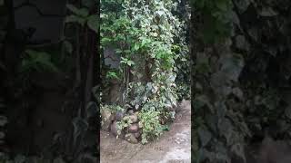 House For Sale, 7 Room, Gurjaani, Kardenakhi