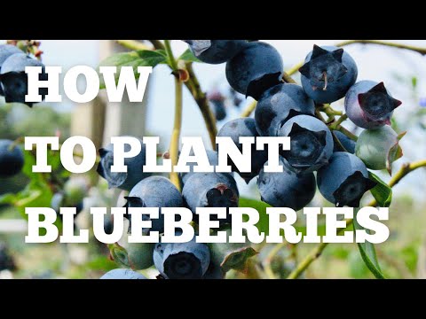 Blueberry Planting - How to plant blueberry bushes