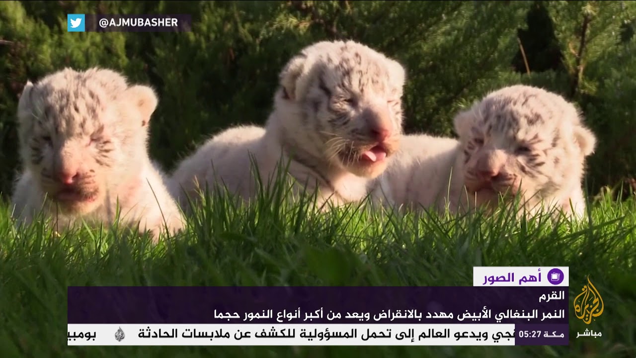 شاهد: استقبال ٣ أشبال للنمر البنغالي الأبيض في حديقة حيوان تايجان بالقرم