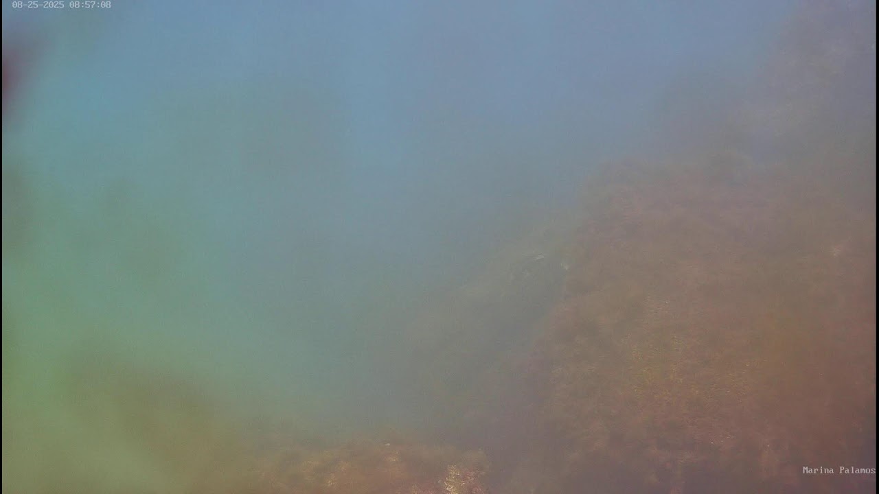 Webcam micro arrecife Marina Palamós en directo