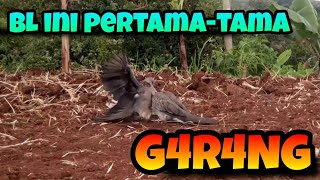 Download lagu Pikat Si Kancil Berhasil Meringkus BL Penguasa Kebun Pisang