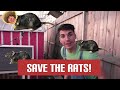 The BEST HUMANE Rat Trap EVER! (Save The Rats Initiative #1)