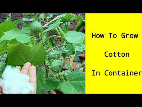 How To Grow Cotton In Container/Cotton From Seeds/कपास बीज से कैसे उगाएं