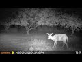 Insane Night Clarity! GardePro X60 Pro Max Trail Camera Review & Deer Footage 20260601 D
