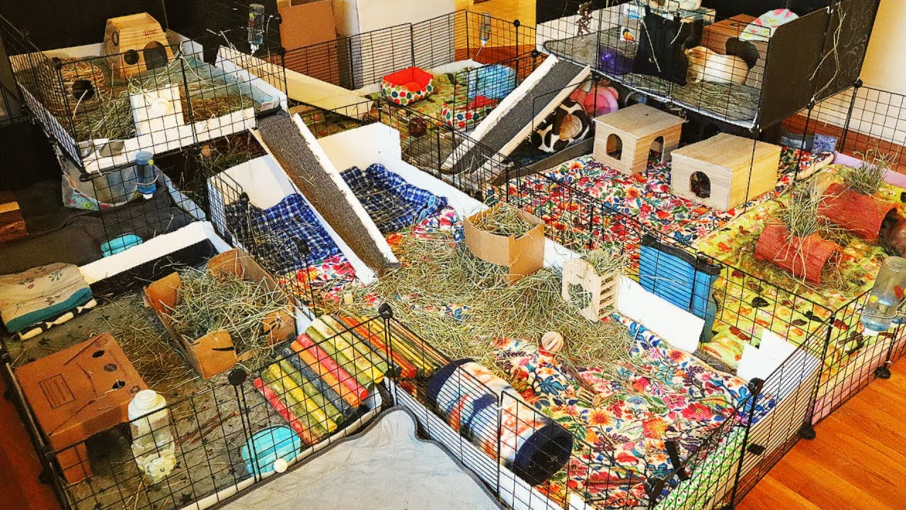 DIY Guinea Pig Cage Tour! Guinea Pig Mansion Tour Summer 2022 YouTube