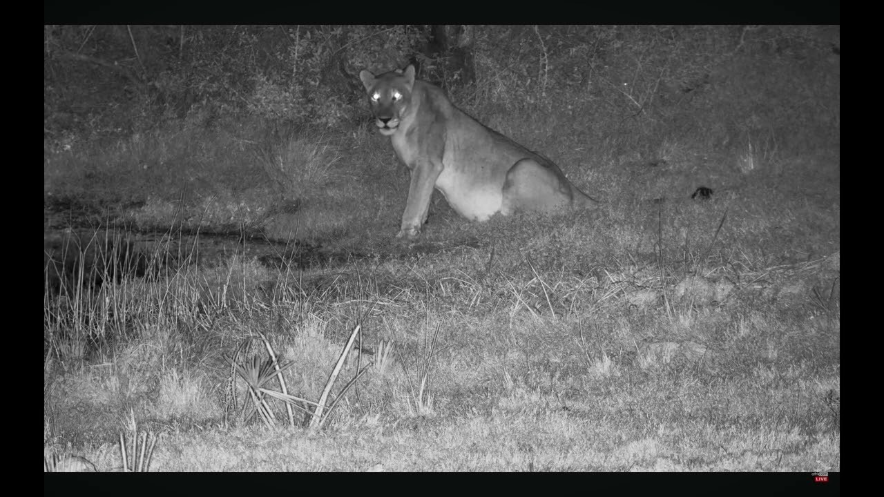 Impalas Flee As Lioness Arrived For A Drink@Tembe Elephant Park,S.A.