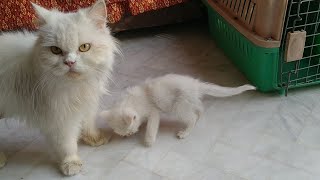 Mother Cat Weaning Her Kittens She Still Loves Them But Keeping Distance