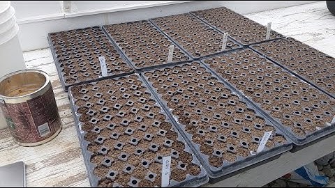 Compost Extract Seed Trial