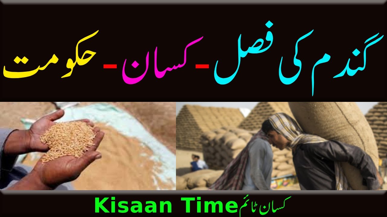گندم کی فصل ، کسان، حکومتی پالیسیاں اور کسان ٹائم