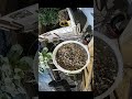 Automation Makes Feeding Birds Feel Like Tax Season - 14 October 2025 #homelab #garden #shorts