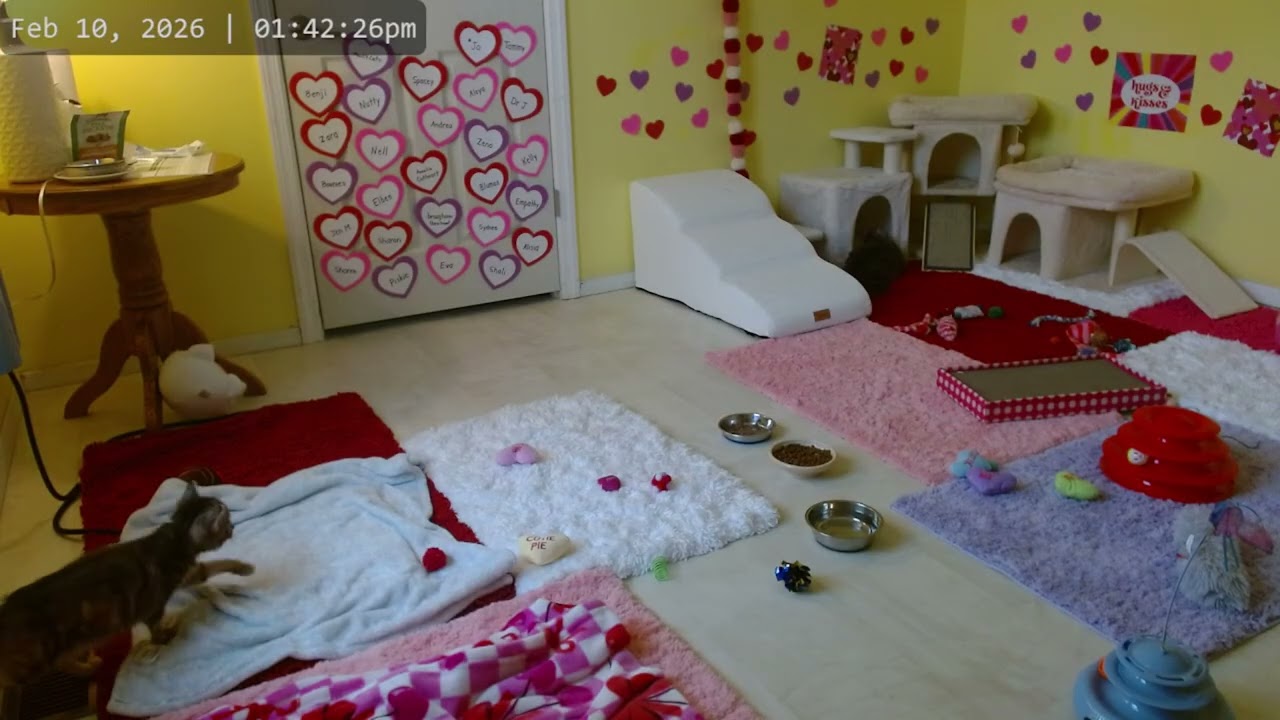 Kitkat Playroom: Jane and Fizz learn to be friends ❤