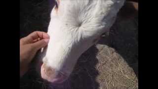 Видео A young bull calf, such super duper!!! - Молодой бычок, такой классный, лапочка!!! (автор: Boris Butkevich)