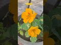 Variegated Nastratium/seed grown #flowers #gardenflowers #gardenflowers #youtubeshorts #youtube