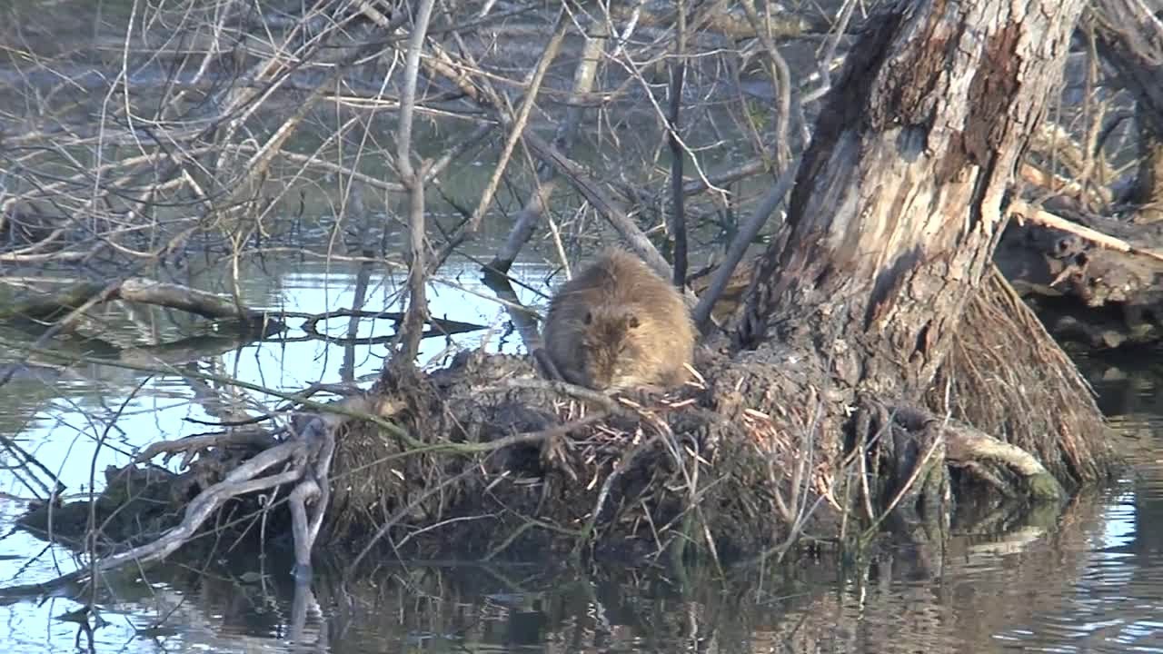 Richard Moore Outdoor Report: Alien Invaders - YouTube