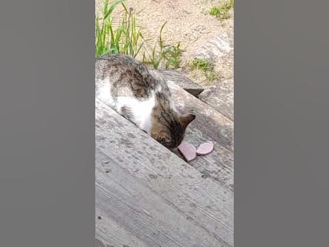 котик и колбаска - YouTube