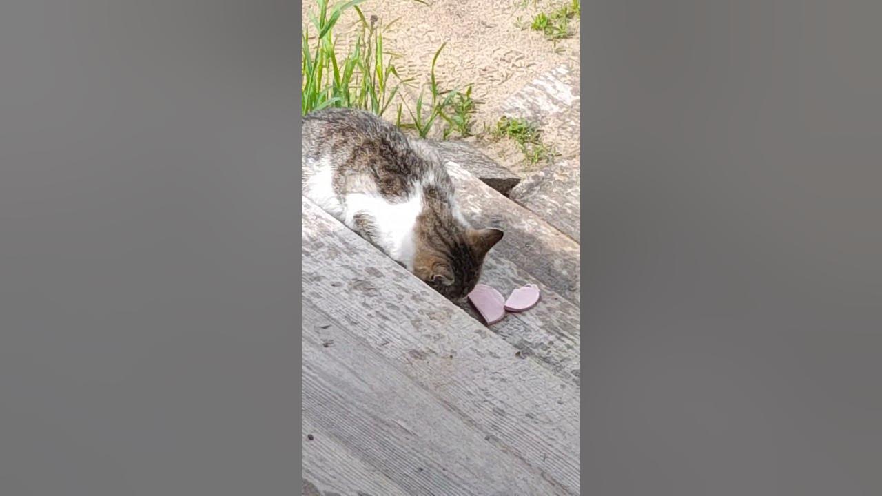 котик и колбаска - YouTube