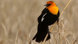 Birdwatching Yellow-headed Blackbirds