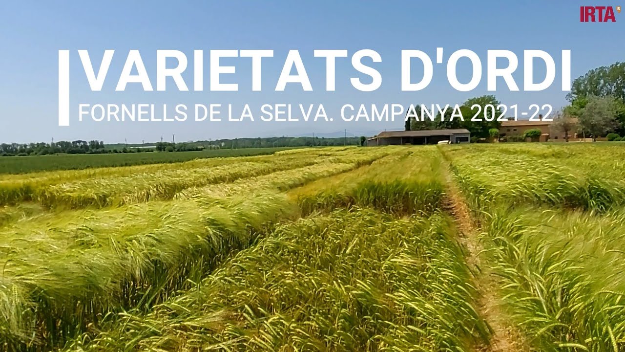 Varietats d’ordi d’hivern. Campanya 2021-22