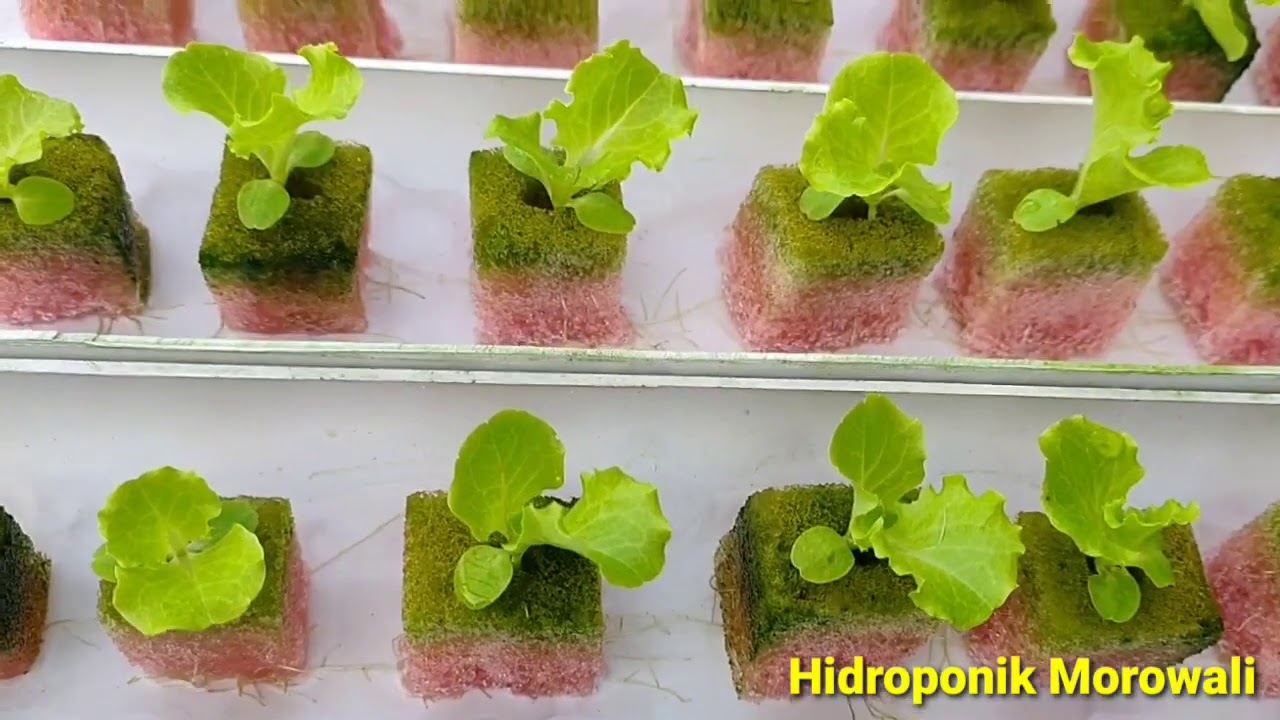 Tempat Persemaian selada sederhana sekaligus peremajaan