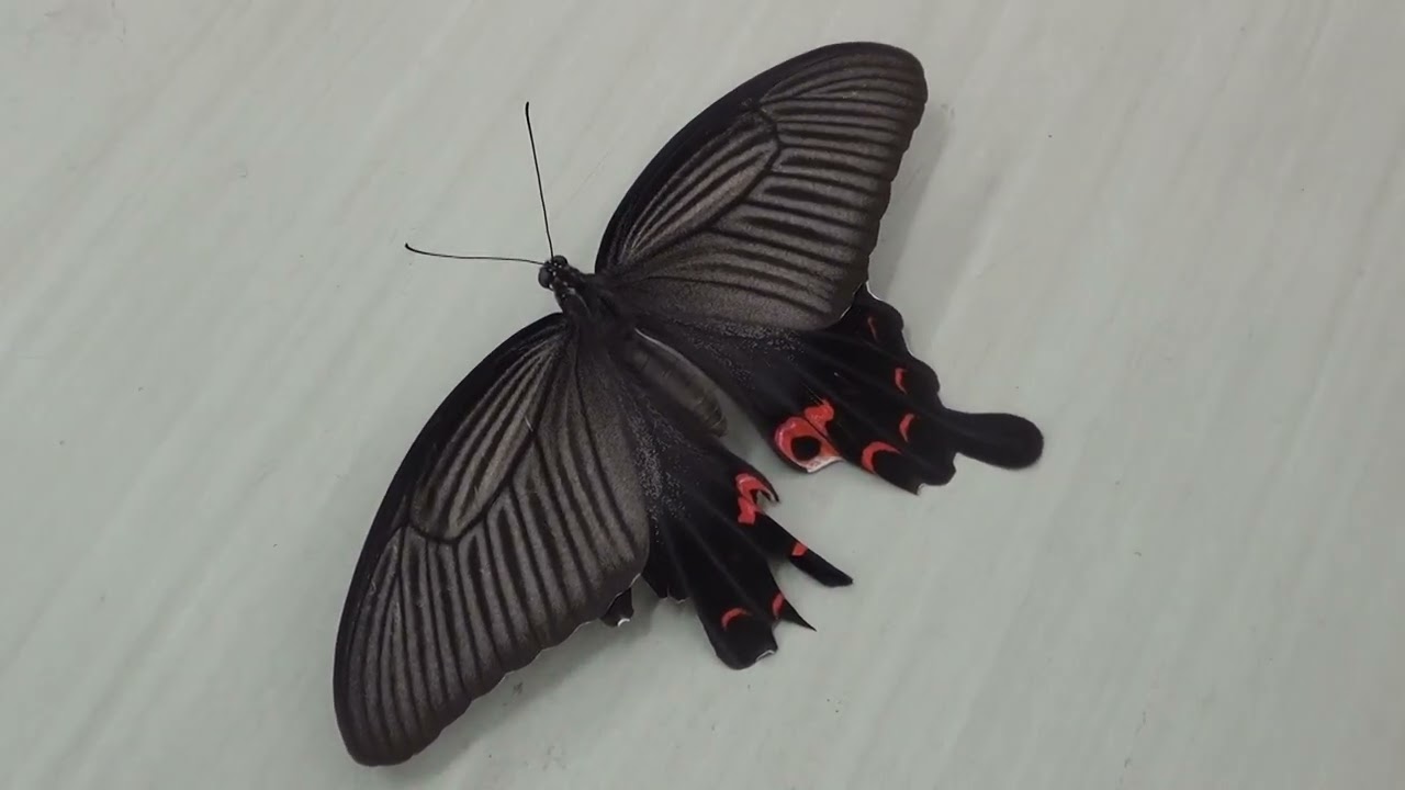 30秒の心象風景 室内に迷い込んだ 黒いアゲハ Youtube