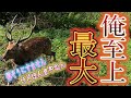 【盛ってない】超デカ鹿