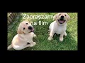 Szczenięta Labrador Retriever LUSYJA