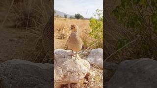 Download Lagu Suara Burung Teetar Crystal Call | Suara Francolin Abu-abu #crystalclear #teetarBird #francolinsound #birdAudio MP3