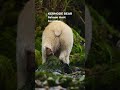 Kermode Bear Salmon Hunt  Rare Spirit Bear in the Wild  4K ULTRA HD