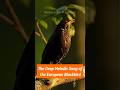 The Deep Melodic Song of the European Blackbird #BirdSongs #BirdSounds #WorldBirds