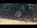 Animal Control Rescues A Sick Raccoon - Hampton Police Division