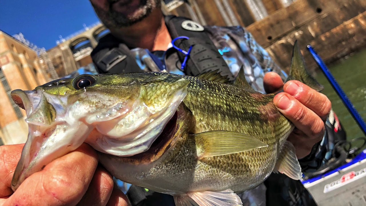 My First Alabama Bass YouTube