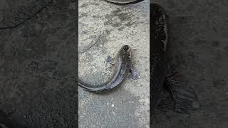 HARGA IKAN GABUS HARI INI# PASAR BARU JAMBI