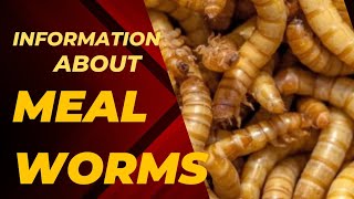 information about mealworms #birdsfeed #shorts #mealworms #information