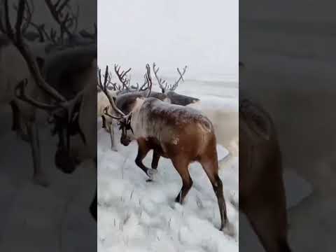 Рогатых северных оленей