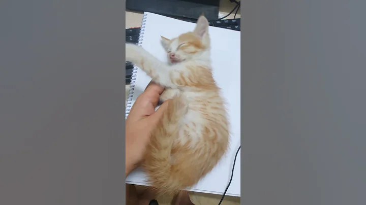 Watch the video about Kitten sleeping styles after eating their fill. #cat #bestmeow #kitten #cute #pet #cutecat #catlife
