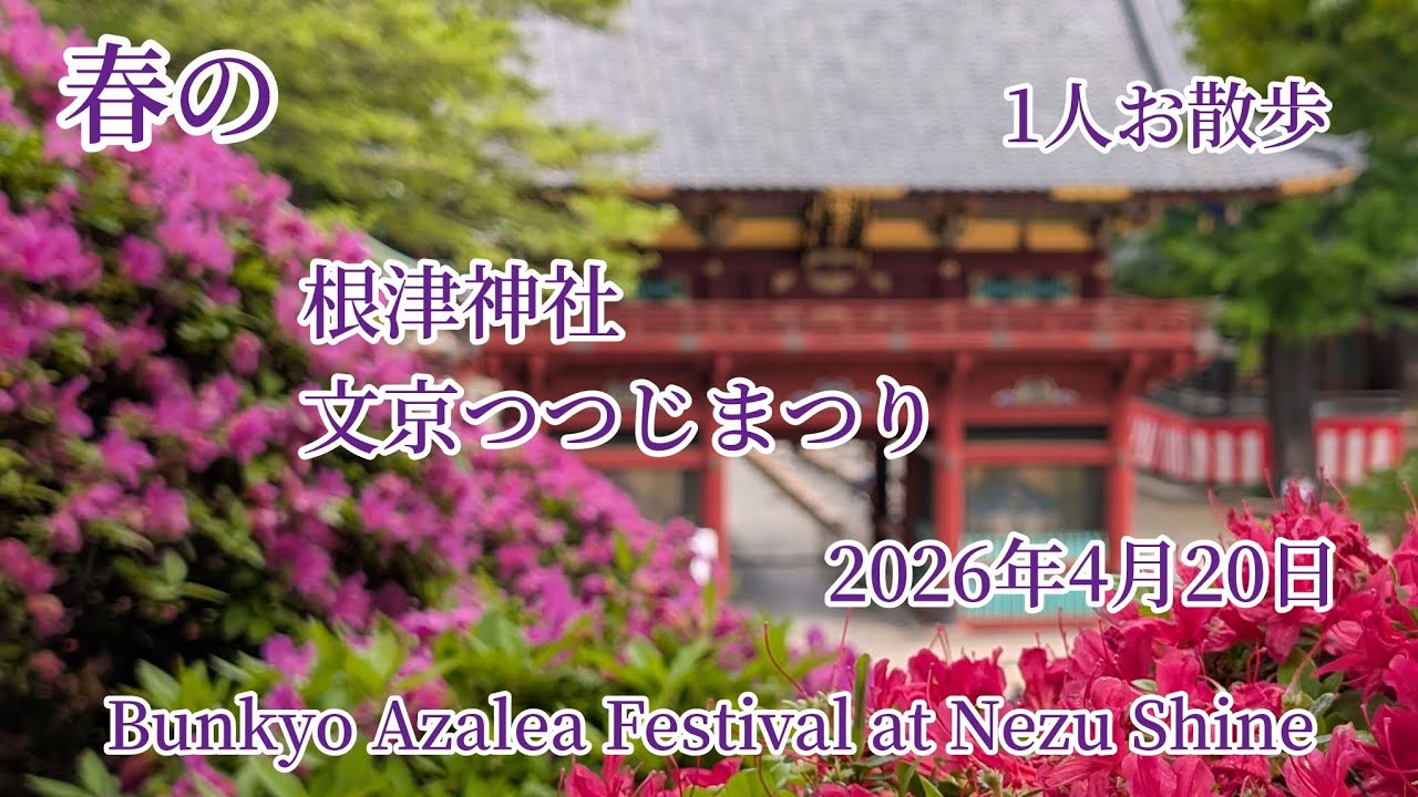 春の1人お散歩😀 根津神社 ⛩️ 文京つつじまつり 2026年4月20日