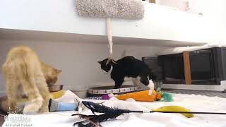 Charco & Eastmont's overnight friendship fun! April 17 18 2024 by TinyKittens HQ 14,016 views 7 days ago 20 minutes