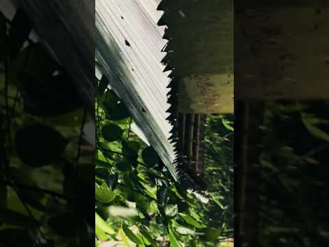 Monsoon Cinematic Shot🌧️#monsoon #rain #june #cinematic #capcut #nature #viral