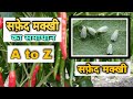 मिर्ची की‌ "सफेद मक्खी" सरल इलाज|Chemical Management of White Fly/How to Control White Fly/White Fly