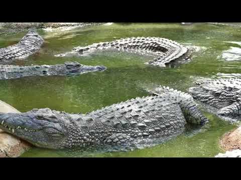 Video: Krokodille En Bach: 'n Onverwagte Wedstryd