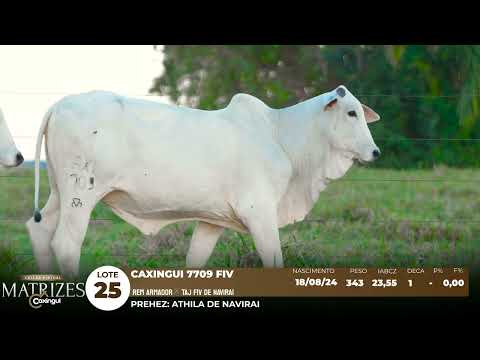LOTE 25
