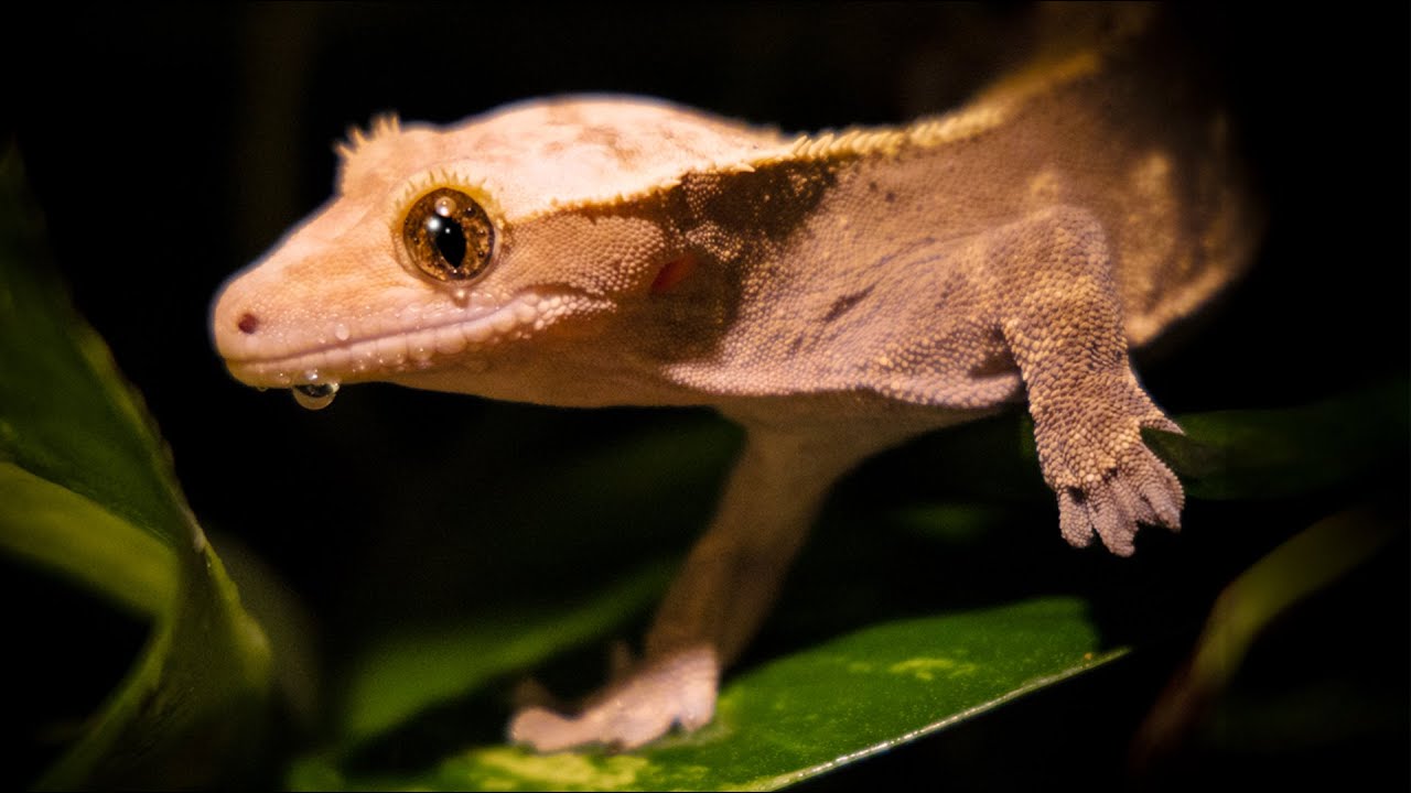 Спасибо, Генри. Я буду скучать по тебе.