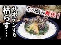 【実は誤解だらけ】”サボテンを枯らす人”必見！室内栽培のコツを教えます♪【観葉植物の育て方】