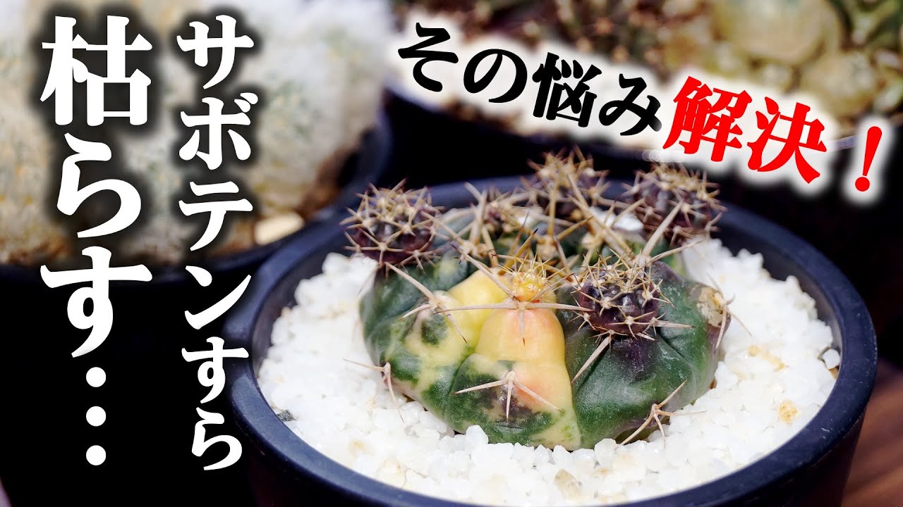 【実は誤解だらけ】”サボテンを枯らす人”必見！室内栽培のコツを教えます♪【観葉植物の育て方】