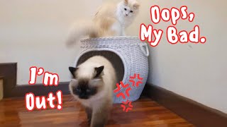 Cat Nap Sabotage ! 😼💤 by Eli & Mocha 943 views 2 months ago 45 seconds